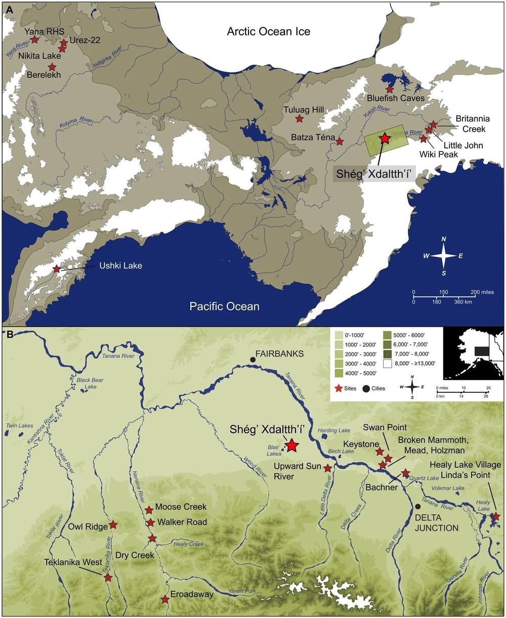 Two maps. The upper shows Beringia as a broad landmass joining Siberia and Alaska with sites marked and a red star for the study site. The lower shows the Tanana River valley near Fairbanks with early sites marked and a red star.